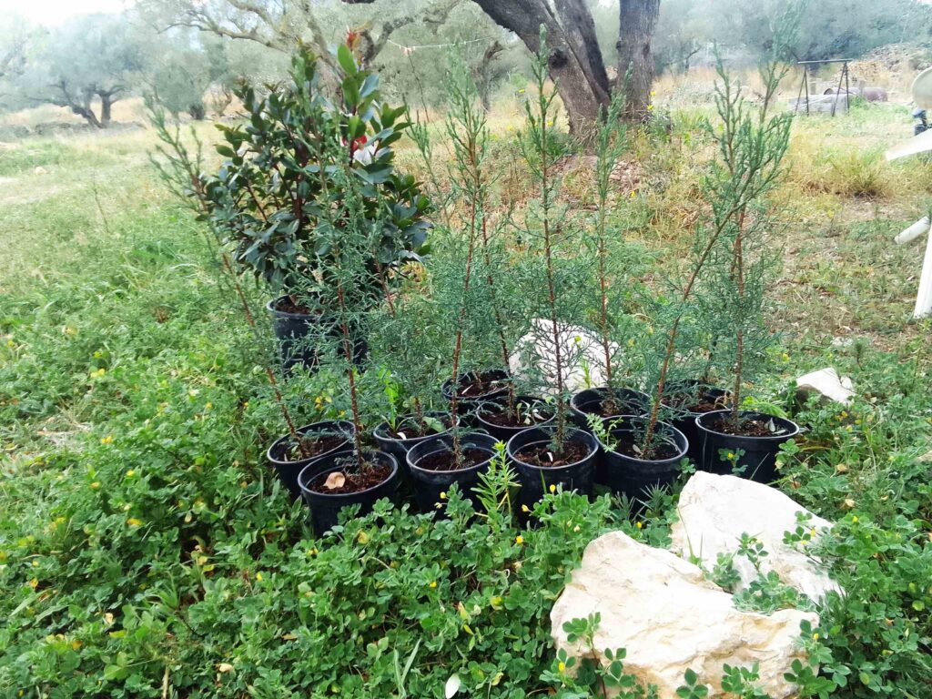 madroño y ciprés
